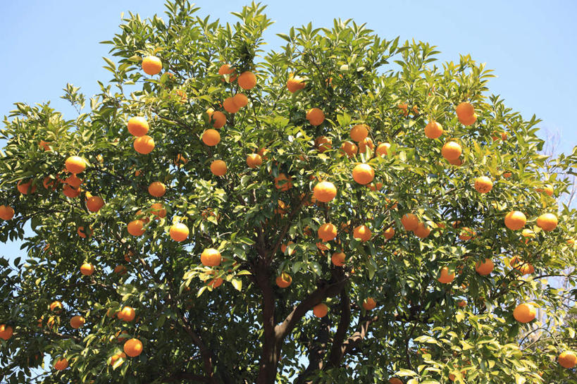 无人,横图,室外,白天,仰视,旅游,度假,美景,植物,柑橘,水果,神奈川,日本,亚洲,许多,阴影,新鲜,光线,影子,景观,生食,食品,果实,神奈川县,娱乐,树,树木,食物,蓝色,绿色,蓝天,天空,阳光,自然,天,享受,休闲,景色,放松,有机食品,绿色食品,生长,晴朗,成长,自然风光,东亚,本州,万里无云,关东地方,本州岛,日本国,晴空,晴空万里,橘子,桔子,橙子,橙,彩图,低角度拍摄