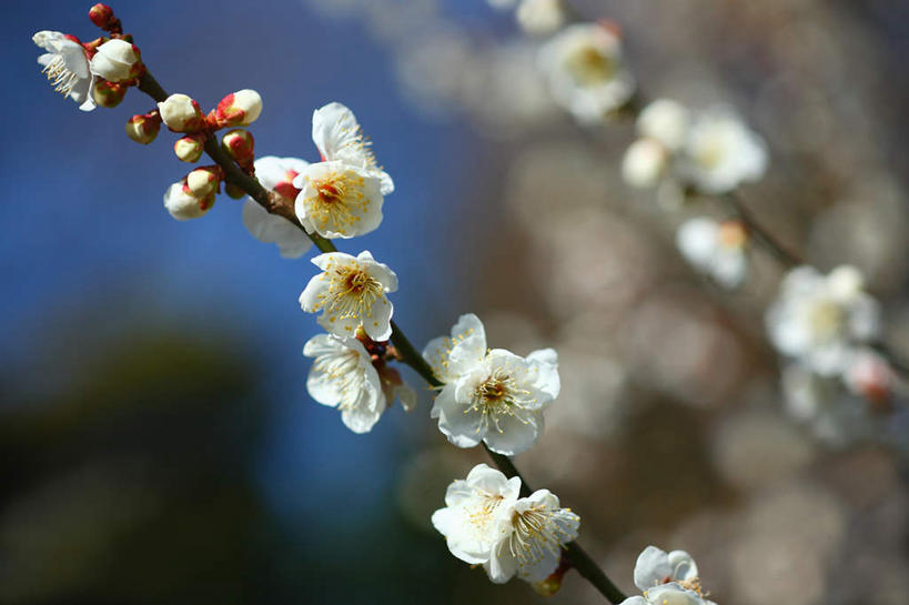 无人,横图,室外,特写,白天,正面,旅游,度假,美景,日本,亚洲,许多,朦胧,模糊,盛开,景观,花蕾,娱乐,花,花瓣,花朵,鲜花,蓝色,白色,蓝天,天空,自然,天,花苞,花蕊,享受,休闲,景色,放松,晴朗,自然风光,东亚,本州,万里无云,关东地方,本州岛,日本国,崎玉,崎玉县,李花,晴空,晴空万里,彩图