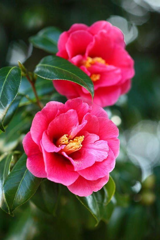 无人,竖图,室外,特写,白天,正面,旅游,度假,美景,山茶花,叶子,日本,亚洲,朦胧,模糊,盛开,景观,绿叶,花蕾,娱乐,花,花瓣,花朵,鲜花,一朵,粉色,自然,花苞,花蕊,享受,休闲,嫩叶,景色,放松,自然风光,东亚,本州,关东地方,本州岛,日本国,玉茗花,耐冬,崎玉,崎玉县,海石榴,茶花,叶,叶片,彩图