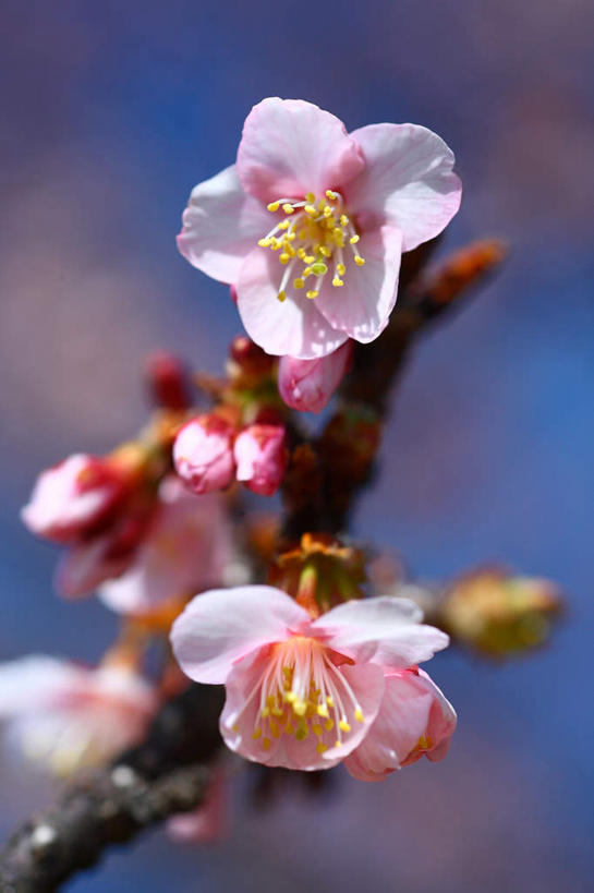 无人,竖图,室外,特写,白天,正面,旅游,度假,美景,樱花,东京,日本,亚洲,三朵,阴影,朦胧,模糊,盛开,光线,影子,景观,花蕾,娱乐,花,花瓣,花朵,鲜花,白色,阳光,自然,花苞,花蕊,享受,休闲,景色,放松,自然风光,东亚,本州,关东地方,本州岛,日本国,东京都,仙樱花,福岛樱,青肤樱,荆桃,彩图