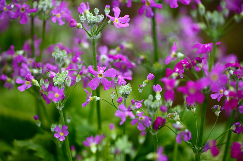 无人,横图,室外,特写,白天,正面,旅游,度假,美景,日本,亚洲,朦胧,模糊,盛开,景观,花蕾,娱乐,花,花瓣,花朵,鲜花,紫色,自然,花苞,花蕊,享受,休闲,景色,放松,自然风光,东亚,本州,关东地方,本州岛,日本国,崎玉,崎玉县,樱草花,独一,仅有,唯一,唯有,惟一,惟有,彩图