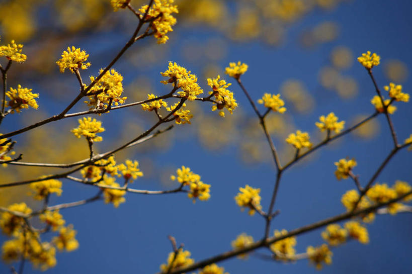 无人,横图,室外,特写,白天,正面,旅游,度假,美景,日本,亚洲,许多,朦胧,模糊,盛开,景观,花蕾,娱乐,花,花瓣,花朵,鲜花,黄色,蓝色,蓝天,天空,自然,天,花苞,花蕊,享受,休闲,景色,放松,晴朗,自然风光,东亚,山茱萸,本州,万里无云,关东地方,本州岛,日本国,崎玉,崎玉县,山萸肉,山芋肉,蜀酸枣,天木籽,药枣,萸肉,枣皮,晴空,晴空万里,彩图