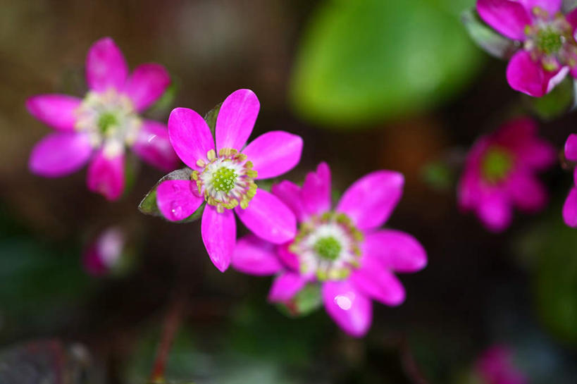 无人,横图,俯视,室外,特写,白天,旅游,度假,美景,叶子,日本,亚洲,许多,朦胧,模糊,盛开,景观,绿叶,花蕾,娱乐,花,花瓣,花朵,鲜花,紫色,自然,花苞,花蕊,享受,休闲,嫩叶,景色,放松,自然风光,东亚,本州,关东地方,本州岛,日本国,崎玉,崎玉县,樱草花,独一,仅有,唯一,唯有,惟一,惟有,叶,叶片,彩图,高角度拍摄