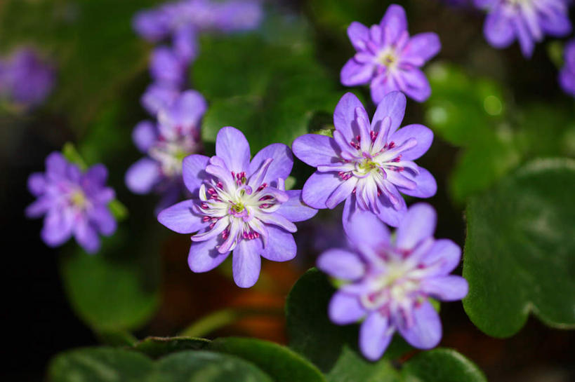 无人,横图,俯视,室外,特写,白天,旅游,度假,美景,叶子,日本,亚洲,许多,朦胧,模糊,盛开,景观,绿叶,花蕾,娱乐,花,花瓣,花朵,鲜花,紫色,自然,花苞,花蕊,享受,休闲,嫩叶,景色,放松,自然风光,东亚,本州,关东地方,本州岛,日本国,崎玉,崎玉县,樱草花,独一,仅有,唯一,唯有,惟一,惟有,叶,叶片,彩图,高角度拍摄