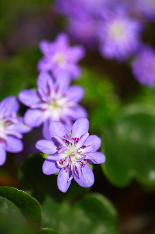 无人,竖图,俯视,室外,特写,白天,旅游,度假,美景,叶子,日本,亚洲,许多,朦胧,模糊,盛开,景观,绿叶,花蕾,娱乐,花,花瓣,花朵,鲜花,紫色,自然,花苞,花蕊,享受,休闲,嫩叶,景色,放松,自然风光,东亚,本州,关东地方,本州岛,日本国,崎玉,崎玉县,樱草花,独一,仅有,唯一,唯有,惟一,惟有,叶,叶片,彩图,高角度拍摄
