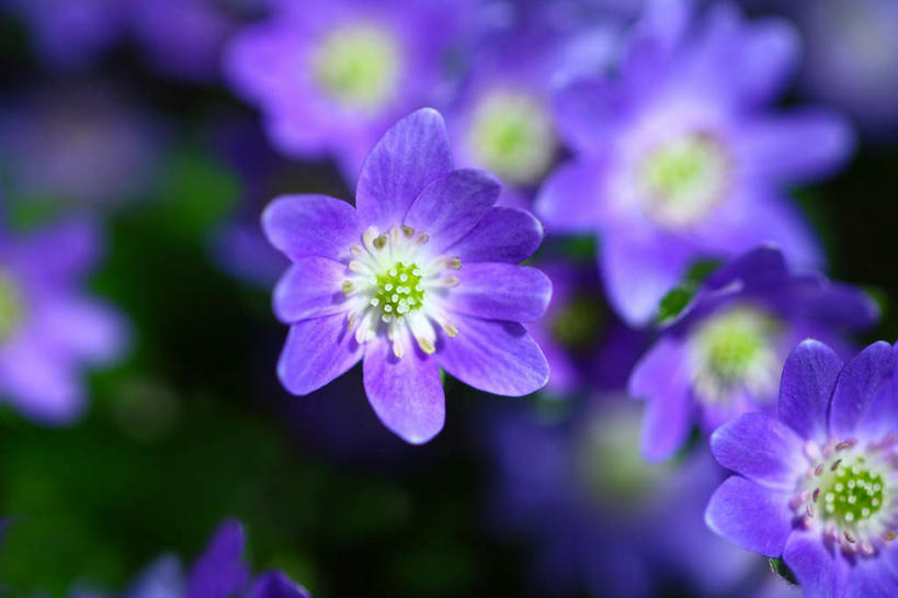 无人,横图,俯视,室外,特写,白天,旅游,度假,美景,叶子,日本,亚洲,许多,朦胧,模糊,盛开,景观,绿叶,花蕾,娱乐,花,花瓣,花朵,鲜花,紫色,自然,花苞,花蕊,享受,休闲,嫩叶,景色,放松,自然风光,东亚,本州,关东地方,本州岛,日本国,崎玉,崎玉县,樱草花,独一,仅有,唯一,唯有,惟一,惟有,叶,叶片,彩图,高角度拍摄