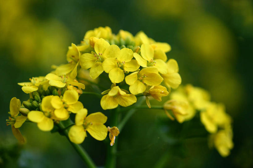 无人,横图,室外,特写,白天,正面,旅游,度假,美景,日本,亚洲,许多,朦胧,模糊,盛开,景观,花蕾,娱乐,花,花瓣,花朵,鲜花,黄色,自然,花苞,花蕊,油菜花,享受,休闲,景色,放松,自然风光,东亚,本州,关东地方,本州岛,日本国,崎玉,崎玉县,彩图,芸苔,芸薹
