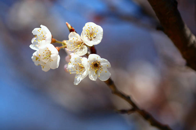 无人,横图,室外,特写,白天,仰视,旅游,度假,美景,樱花,东京,日本,亚洲,许多,朦胧,模糊,盛开,景观,花蕾,娱乐,花,花瓣,花朵,鲜花,蓝色,白色,蓝天,天空,自然,天,花苞,花蕊,享受,休闲,景色,放松,晴朗,自然风光,东亚,本州,万里无云,关东地方,本州岛,日本国,东京都,仙樱花,福岛樱,青肤樱,晴空,晴空万里,荆桃,彩图,低角度拍摄