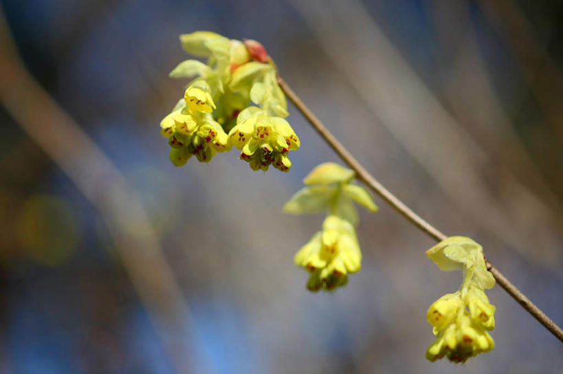 无人,横图,室外,特写,白天,正面,旅游,度假,美景,东京,日本,亚洲,许多,阴影,朦胧,模糊,盛开,光线,影子,景观,花蕾,娱乐,花,花瓣,花朵,鲜花,黄色,阳光,自然,花苞,花蕊,享受,休闲,景色,放松,自然风光,东亚,本州,关东地方,本州岛,日本国,东京都,榛子花,彩图