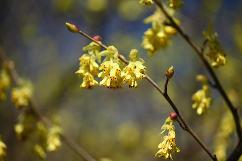 无人,横图,室外,特写,白天,正面,旅游,度假,美景,东京,日本,亚洲,许多,阴影,朦胧,模糊,盛开,光线,影子,景观,花蕾,娱乐,花,花瓣,花朵,鲜花,黄色,阳光,自然,花苞,花蕊,享受,休闲,景色,放松,自然风光,东亚,本州,关东地方,本州岛,日本国,东京都,榛子花,彩图