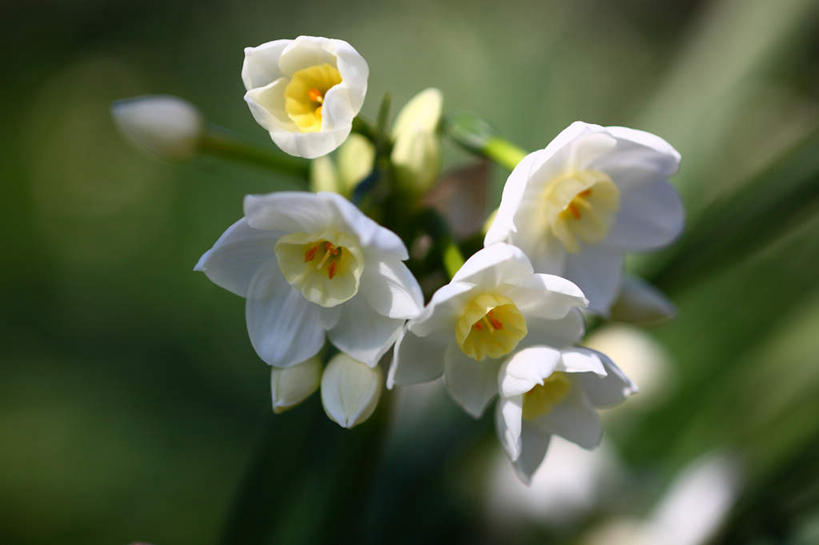 无人,横图,俯视,室外,特写,白天,爱情,旅游,度假,陶醉,美景,水仙花,叶子,东京,日本,亚洲,许多,阴影,朦胧,模糊,盛开,光线,影子,景观,绿叶,花蕾,娱乐,花,花瓣,花朵,鲜花,白色,阳光,自然,花苞,花蕊,享受,休闲,嫩叶,景色,放松,自然风光,记忆,东亚,本州,关东地方,本州岛,日本国,东京都,金盏银台,玉玲珑,女史花,雅蒜,天蒜,敬意,自恋,凌波仙子,水仙,天葱,叶,叶片,彩图,高角度拍摄