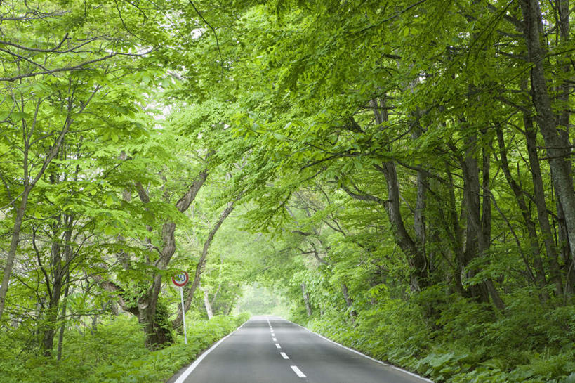 无人,横图,室外,白天,正面,旅游,度假,草地,草坪,美景,树林,植物,道路,路,公路,日本,亚洲,一排,整齐,景观,分界线,停车线,交通,娱乐,草,树,树木,排列,绿色,自然,享受,休闲,景色,放松,生长,成长,车行道,车行道分界线,队列,自然风光,标线,东亚,车行线,本州,本州岛,日本国,青森,青森县,东北地方,马路,彩图