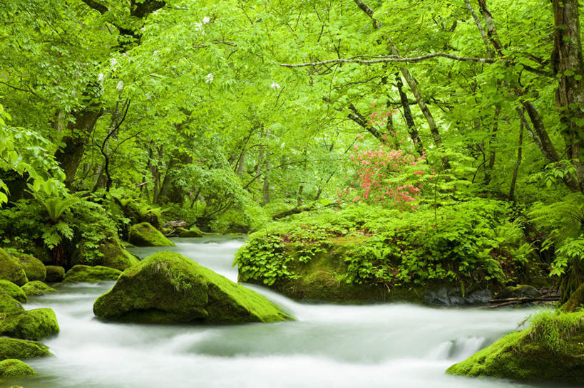 无人,横图,室外,白天,正面,旅游,度假,草地,草坪,河流,礁石,石头,美景,树林,水,植物,日本,亚洲,石子,河水,景观,水流,娱乐,草,树,树木,绿色,小溪,自然,溪水,享受,休闲,景色,放松,生长,成长,自然风光,东亚,本州,本州岛,日本国,青森,青森县,东北地方,礁,石块,岩石,彩图