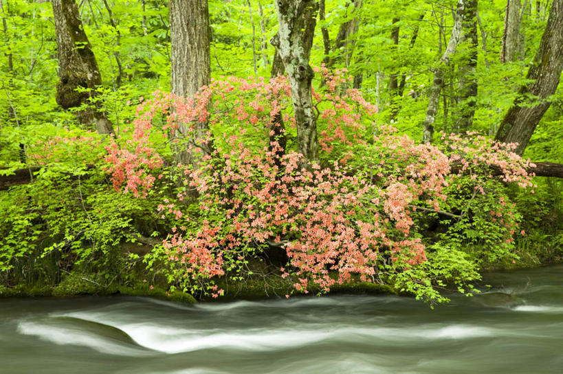 无人,横图,室外,白天,正面,旅游,度假,草地,草坪,河流,美景,树林,水,植物,叶子,日本,亚洲,河水,景观,水流,绿叶,娱乐,草,树,树木,绿色,自然,享受,休闲,嫩叶,景色,放松,生长,成长,自然风光,东亚,本州,本州岛,日本国,青森,青森县,东北地方,叶,叶片,彩图