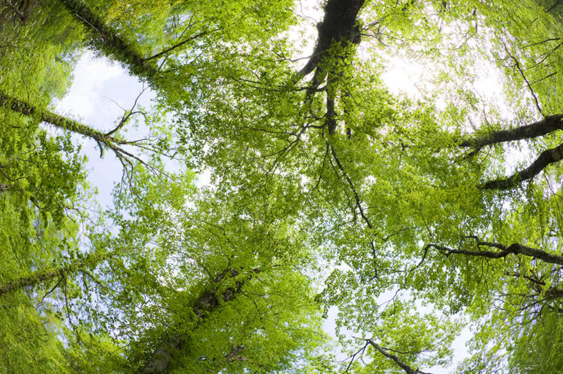 无人,横图,室外,白天,广角镜头,鱼眼镜头,仰视,旅游,度假,美景,树林,植物,秋田县,日本,亚洲,景观,娱乐,树,树木,蓝色,绿色,蓝天,天空,自然,天,享受,休闲,景色,放松,生长,晴朗,成长,自然风光,东亚,本州,万里无云,本州岛,日本国,秋田,东北地方,晴空,晴空万里,彩图,低角度拍摄