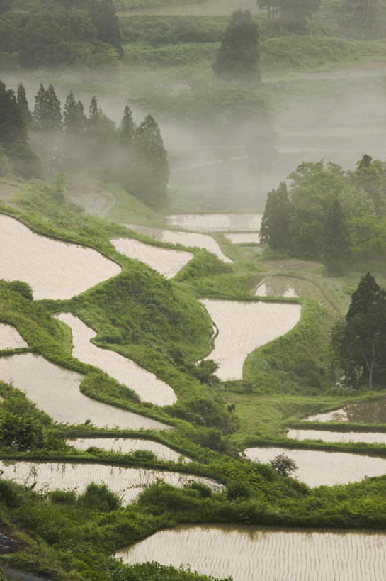 无人,农田,竖图,俯视,航拍,室外,白天,旅游,度假,庄稼,农作物,草地,草坪,美景,森林,树林,植物,雾,日本,亚洲,朦胧,模糊,景观,娱乐,草,树,树木,绿色,自然,享受,休闲,景色,放松,生长,成长,迷雾,鸟瞰,自然风光,东亚,本州,本州岛,日本国,中部地方,新潟,新潟县,大雾,彩图,高角度拍摄,耕地,庄稼田