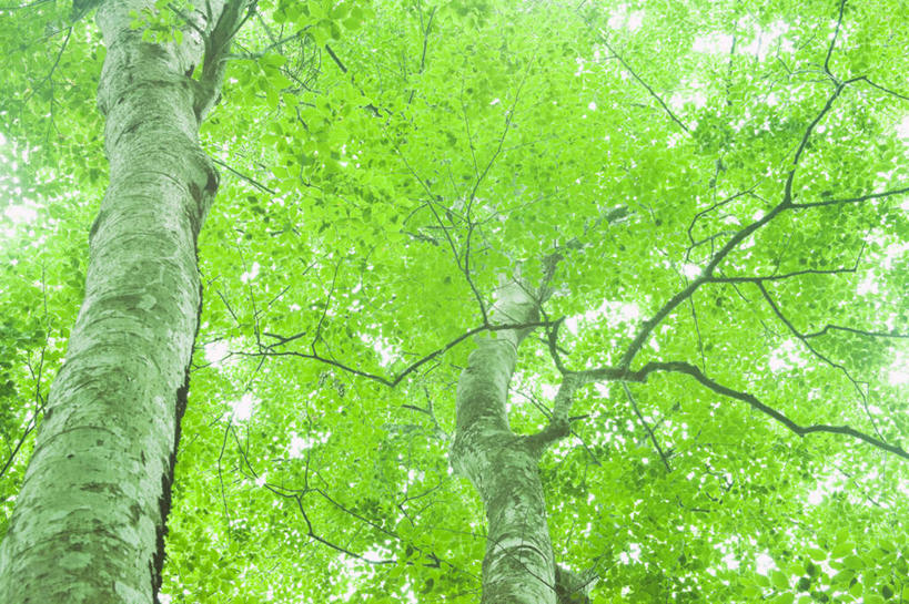 无人,横图,室外,白天,仰视,旅游,度假,美景,植物,日本,亚洲,两棵,景观,娱乐,树,树木,蓝色,绿色,蓝天,天空,自然,天,享受,休闲,景色,放松,生长,晴朗,成长,自然风光,东亚,本州,万里无云,本州岛,日本国,中部地方,新潟,新潟县,晴空,晴空万里,彩图,低角度拍摄