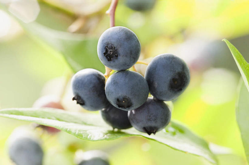 无人,横图,室外,特写,白天,正面,旅游,度假,美景,浆果,蓝莓,水果,叶子,日本,亚洲,朦胧,模糊,新鲜,景观,生食,食品,果实,绿叶,娱乐,食物,蓝色,自然,享受,休闲,嫩叶,景色,放松,有机食品,绿色食品,自然风光,东亚,日本国,叶,叶片,山都柿,蓝浆果,蓝靛果,彩图