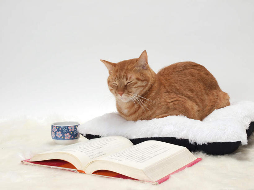 无人,闭眼,横图,室内,白天,白色背景,正面,看书,阅读,靠垫,宠物,猫,杯子,书籍,学习,花纹,条纹,棕色,靠枕,一个,一只,动物,水杯,书本,垫子,枕头,看,趴着,可爱,读书,浏览,摄影,影棚,单个,斑纹,猫咪,茶杯,书,图书,闭眼睛,闭着眼,闭着眼睛,趴,彩图,全身,影棚拍摄,拍摄