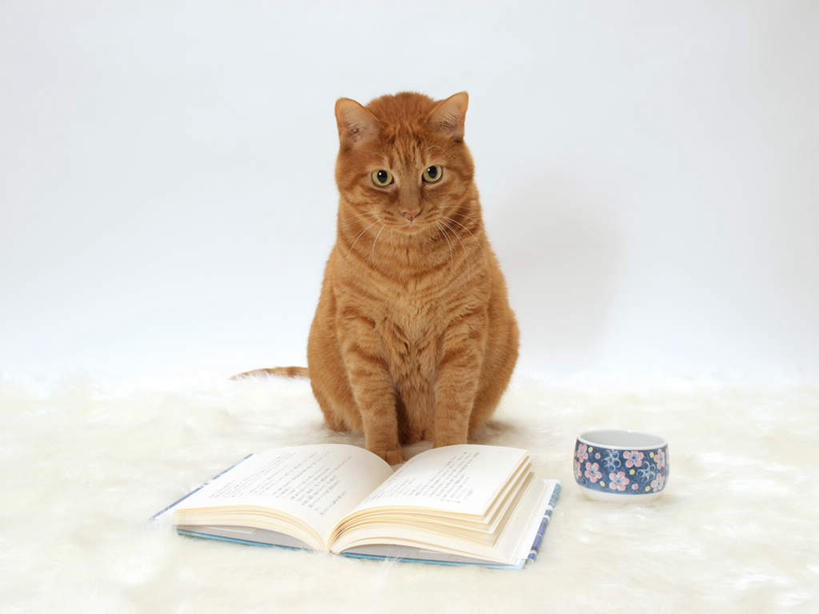 无人,站,坐,横图,室内,白天,白色背景,正面,看书,阅读,宠物,猫,杯子,书籍,学习,花纹,条纹,棕色,注视,一个,一只,动物,水杯,书本,打开,观察,看,站着,可爱,读书,浏览,摄影,影棚,单个,观看,察看,开启,关注,斑纹,猫咪,茶杯,书,图书,站立,坐着,彩图,全身,影棚拍摄,拍摄