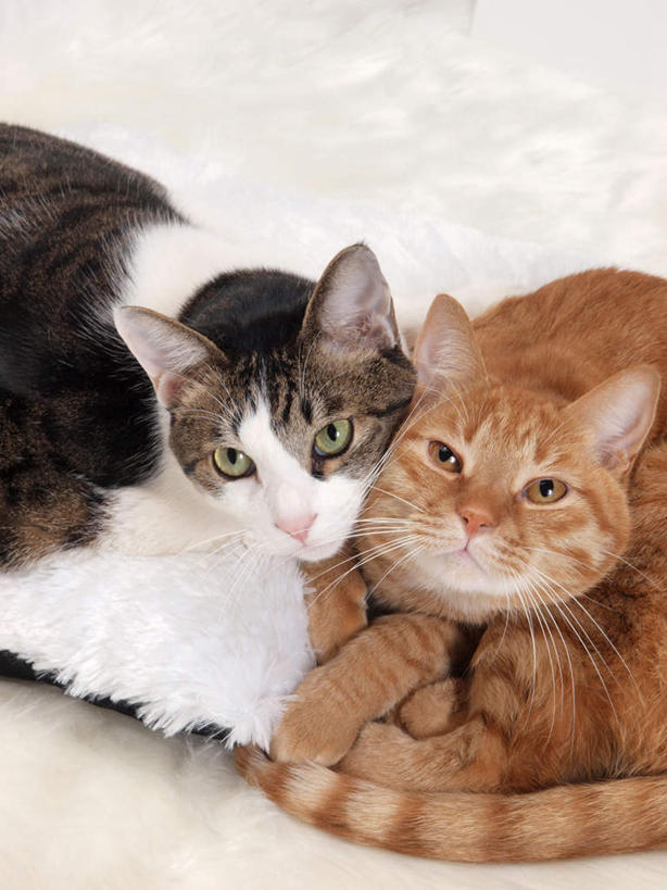 无人,伙伴,朋友,坐,竖图,俯视,室内,白天,白色背景,友谊,宠物,猫,花纹,条纹,棕色,依偎,白色,黑色,动物,靠,靠着,趴着,倚靠,两只,可爱,摄影,影棚,倚着,斑纹,猫咪,依附,依赖,投靠,友情,趴,坐着,半身,彩图,高角度拍摄,影棚拍摄,拍摄