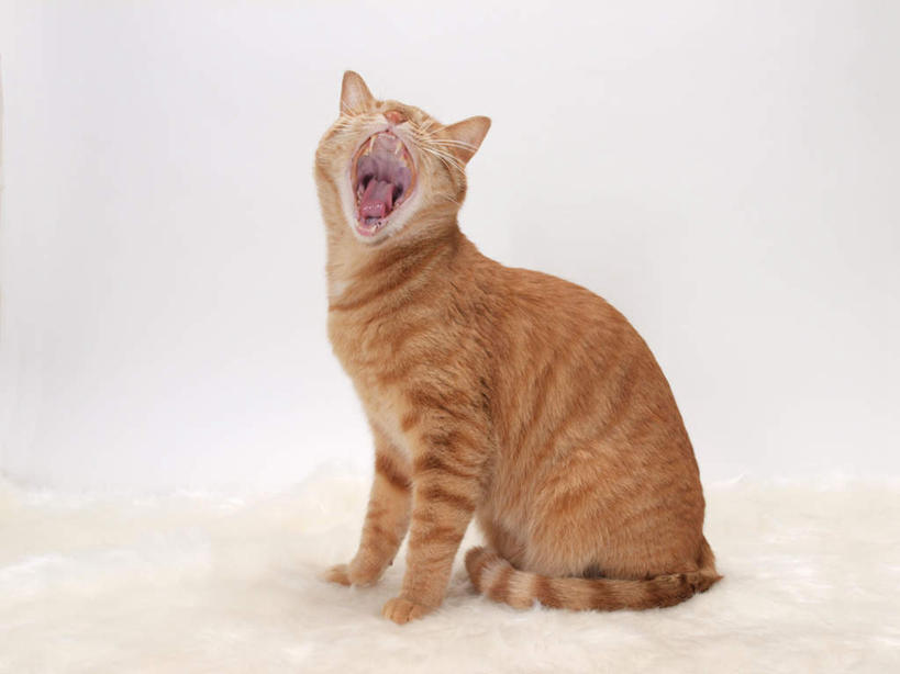 无人,站,闭眼,横图,室内,白天,白色背景,侧面,宠物,猫,花纹,条纹,毯子,棕色,一个,一只,动物,垫子,站着,张嘴,可爱,摄影,影棚,单个,斑纹,猫咪,张大嘴巴,张开嘴,闭眼睛,闭着眼,闭着眼睛,站立,彩图,全身,影棚拍摄,拍摄