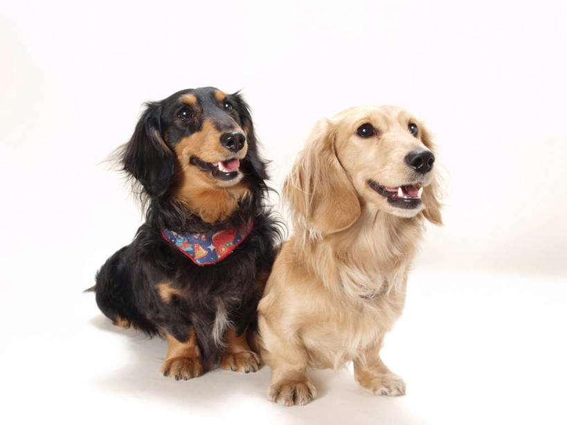 无人,站,笑,微笑,横图,室内,白天,白色背景,正面,宠物,狗,装饰,腊肠犬,迷你腊肠犬,动物,围巾,趴着,站着,两只,温暖,可爱,摄影,影棚,围脖,保暖,华丽,点缀,御寒,忠诚,衬托,美观,雅致,雅观,迷你腊肠狗,犬,趴,站立,彩图,全身,影棚拍摄,拍摄