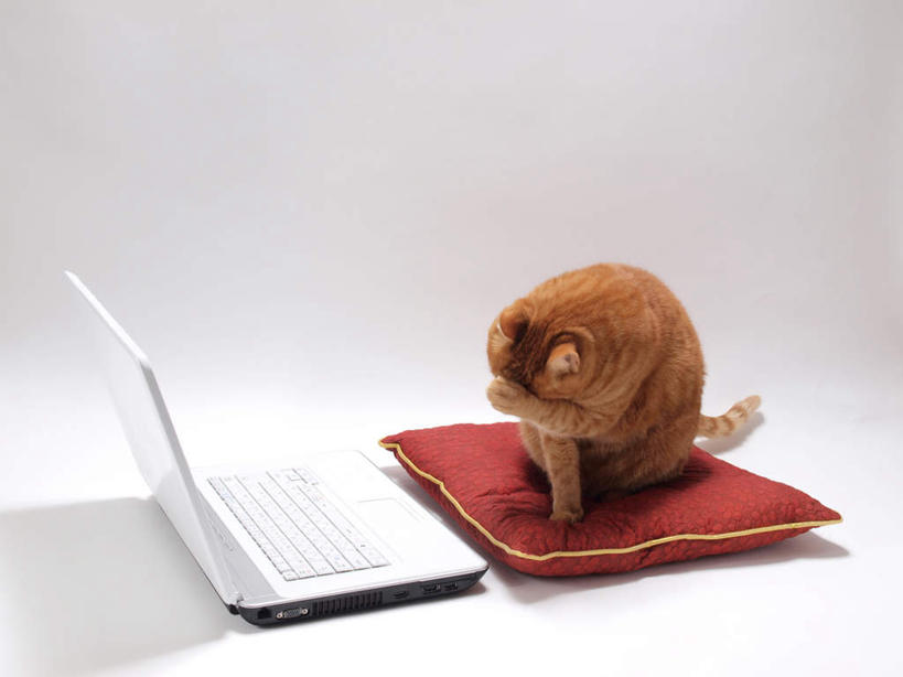 无人,举,摸,横图,室内,白天,白色背景,正面,电脑,笔记本电脑,靠垫,宠物,猫,抚摸,网络,靠枕,通讯设备,一个,一只,动物,垫子,枕头,托,可爱,摄影,影棚,单个,无线,通信设备,无线网络,猫咪,无线上网,便携式电脑,手提电脑,触摸,接触,举起,举手,举着,向上举,向上伸,向上托,彩图,全身,影棚拍摄,拍摄