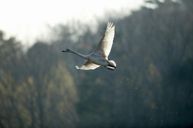 无人,横图,室外,白天,正面,旅游,度假,美景,森林,树林,植物,鸟,野生动物,天鹅,飞翔,飞行,鸟类,景观,翱翔,娱乐,树,树木,一只,蓝色,绿色,蓝天,天空,自然,动物,天,享受,休闲,景色,放松,可爱,生长,晴朗,成长,自然风光,万里无云,晴空,晴空万里,鹄,彩图,全身