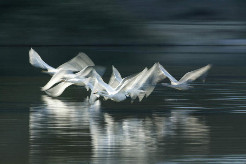 无人,横图,俯视,室外,白天,旅游,度假,湖,湖泊,美景,水,鸟,野生动物,天鹅,许多,飞翔,阴影,波纹,朦胧,模糊,反射,飞行,鸟类,影子,湖面,景观,水流,水面,涟漪,翱翔,娱乐,倒影,水纹,自然,动物,波浪,湖水,享受,休闲,景色,放松,可爱,自然风光,水晕,鹄,彩图,高角度拍摄,全身