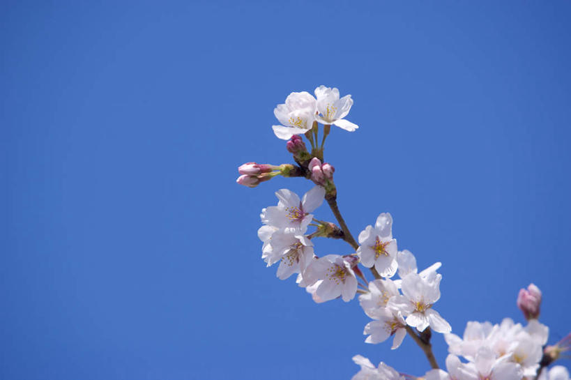 无人,横图,室外,特写,白天,仰视,旅游,度假,美景,植物,樱花,日本,亚洲,许多,盛开,景观,娱乐,花,花瓣,花朵,花卉,鲜花,树,树木,树枝,粉色,蓝色,绿色,蓝天,天空,自然,天,花蕊,享受,休闲,景色,放松,生长,晴朗,成长,自然风光,东亚,本州,万里无云,茨城,茨城县,关东地方,本州岛,日本国,仙樱花,福岛樱,青肤樱,晴空,晴空万里,荆桃,彩图,低角度拍摄