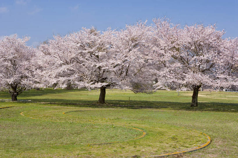 无人,横图,室外,白天,正面,旅游,度假,草地,草坪,美景,树林,植物,樱花,日本,亚洲,一排,整齐,盛开,景观,云,云朵,花蕾,云彩,娱乐,草,花,花瓣,花朵,鲜花,树,树木,排列,粉色,蓝色,绿色,白云,蓝天,天空,自然,天,花苞,花蕊,享受,休闲,景色,放松,生长,晴朗,成长,队列,自然风光,东亚,本州,茨城,茨城县,关东地方,本州岛,日本国,仙樱花,福岛樱,青肤樱,晴空,荆桃,彩图