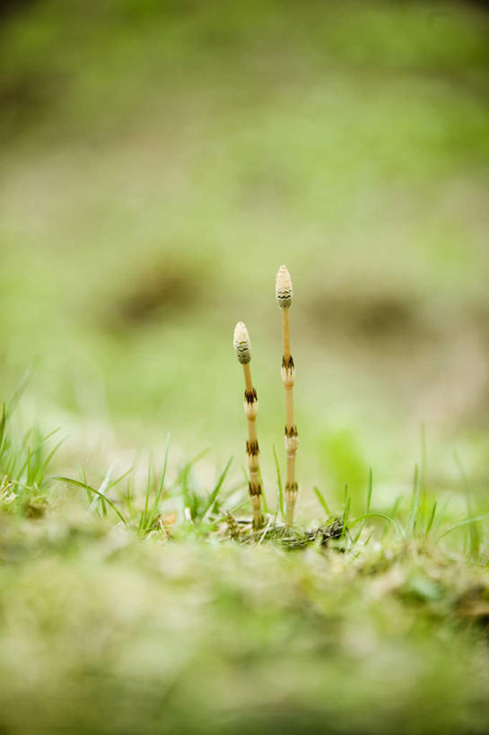 无人,竖图,室外,特写,白天,正面,旅游,度假,草地,草坪,美景,植物,秋田县,日本,亚洲,朦胧,模糊,景观,娱乐,草,两个,绿色,自然,享受,休闲,景色,放松,自然风光,东亚,本州,本州岛,日本国,秋田,东北地方,问荆,接续草,公母草,搂接草,空心草,马蜂草,猪鬃草,黄蚂草,节节草,接骨草,彩图