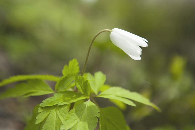 无人,横图,室外,特写,白天,正面,旅游,度假,美景,植物,叶子,秋田县,日本,亚洲,朦胧,模糊,盛开,景观,绿叶,娱乐,花,花瓣,花朵,花卉,鲜花,一朵,白色,自然,花蕊,享受,休闲,嫩叶,景色,放松,银莲花,自然风光,东亚,本州,本州岛,日本国,秋田,东北地方,银莲,复活节花,叶,叶片,彩图