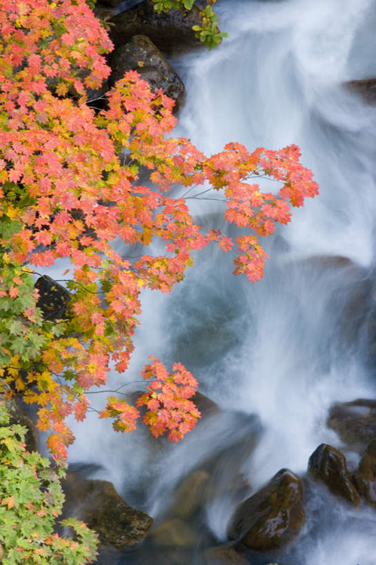 无人,竖图,室外,白天,正面,旅游,度假,美景,瀑布,秋季,树林,水,植物,日本,亚洲,飞溅,溅,液体,景观,水滴,娱乐,水珠,树,树木,树枝,红色,绿色,自然,享受,休闲,景色,放松,生长,成长,喷洒,自然风光,东亚,本州,本州岛,日本国,岩手,岩手县,东北地方,跌水,秋,秋天,彩图