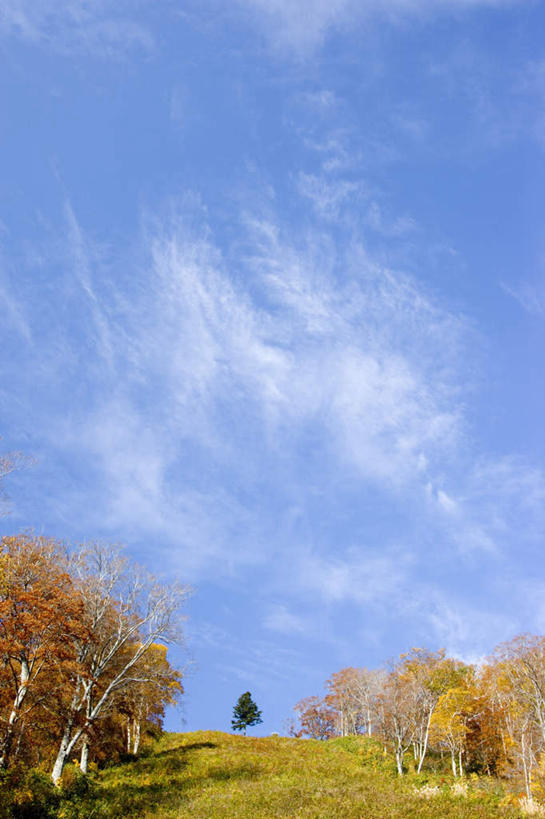 无人,竖图,室外,白天,仰视,旅游,度假,草地,草坪,美景,树林,植物,日本,亚洲,阴影,光线,影子,景观,娱乐,草,树,树木,蓝色,绿色,蓝天,天空,阳光,自然,天,享受,休闲,景色,放松,生长,晴朗,成长,自然风光,东亚,本州,万里无云,本州岛,日本国,岩手,岩手县,东北地方,晴空,晴空万里,彩图,低角度拍摄