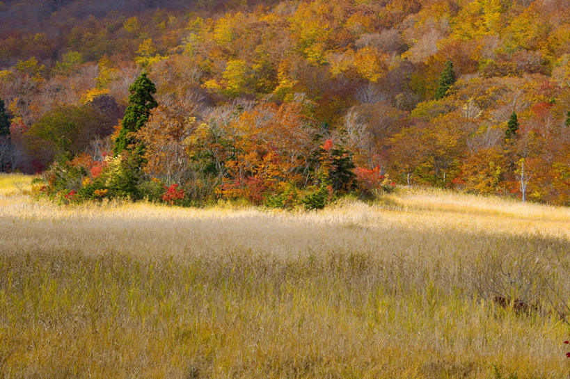 无人,横图,室外,白天,正面,旅游,度假,美景,秋季,森林,树林,植物,日本,亚洲,枯萎,景观,枯草,娱乐,草,树,树木,黄色,绿色,自然,享受,休闲,景色,放松,生长,成长,自然风光,东亚,本州,本州岛,日本国,青森,青森县,东北地方,秋,秋天,彩图