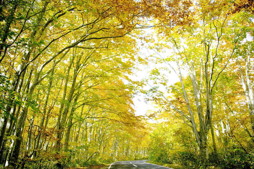 无人,横图,室外,白天,仰视,旅游,度假,美景,森林,树林,植物,叶子,日本,亚洲,景观,云,云朵,绿叶,云彩,娱乐,树,树木,蓝色,绿色,白云,蓝天,天空,自然,天,享受,休闲,嫩叶,景色,放松,生长,成长,自然风光,东亚,本州,本州岛,日本国,青森,青森县,东北地方,叶,叶片,彩图,低角度拍摄