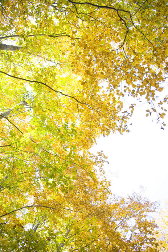 无人,竖图,室外,白天,仰视,旅游,度假,美景,森林,树林,植物,叶子,日本,亚洲,景观,云,云朵,绿叶,云彩,娱乐,树,树木,蓝色,绿色,白云,蓝天,天空,自然,天,享受,休闲,嫩叶,景色,放松,生长,成长,自然风光,东亚,本州,本州岛,日本国,青森,青森县,东北地方,叶,叶片,彩图,低角度拍摄