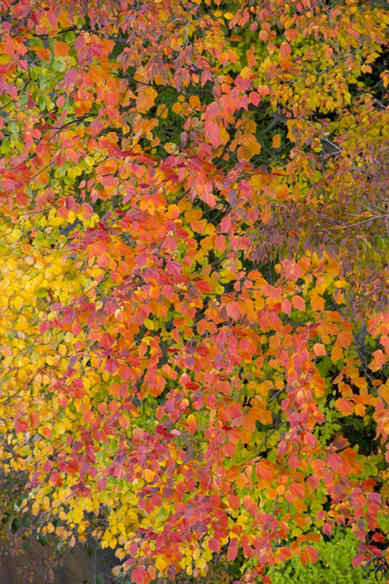 无人,竖图,俯视,航拍,室外,白天,旅游,度假,美景,秋季,植物,叶子,日本,亚洲,许多,景观,枯叶,落叶,娱乐,黄色,红色,绿色,自然,享受,休闲,景色,放松,鸟瞰,自然风光,东亚,本州,本州岛,日本国,岩手,岩手县,东北地方,叶,叶片,秋,秋天,彩图,高角度拍摄