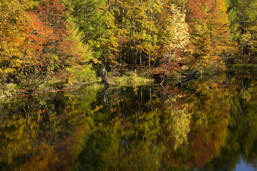 无人,横图,室外,白天,正面,旅游,度假,湖,湖泊,美景,森林,树林,水,植物,日本,亚洲,阴影,反射,影子,湖面,景观,水流,水面,娱乐,树,树木,绿色,自然,湖水,享受,休闲,景色,放松,生长,成长,自然风光,东亚,本州,本州岛,日本国,岩手,岩手县,东北地方,彩图