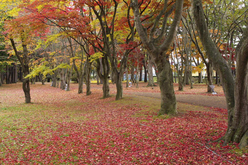 无人,横图,室外,白天,正面,旅游,度假,美景,秋季,森林,树林,植物,道路,路,叶子,北海道,日本,亚洲,景观,小路,枯叶,落叶,交通,娱乐,树,树木,红色,绿色,自然,享受,休闲,景色,放松,生长,成长,自然风光,东亚,日本国,北海道地方,北海道岛,叶,叶片,秋,秋天,彩图