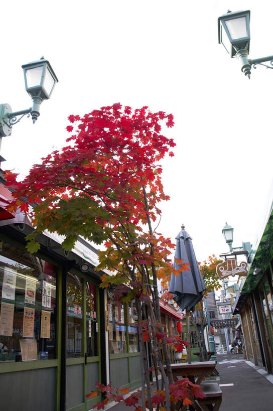 无人,竖图,室外,白天,仰视,旅游,度假,美景,秋季,树林,植物,路灯,照明,北海道,日本,亚洲,景观,灯光,娱乐,灯,树,树木,红色,自然,享受,休闲,景色,放松,生长,成长,照亮,照明设备,自然风光,东亚,日本国,北海道地方,北海道岛,秋,秋天,彩图,低角度拍摄