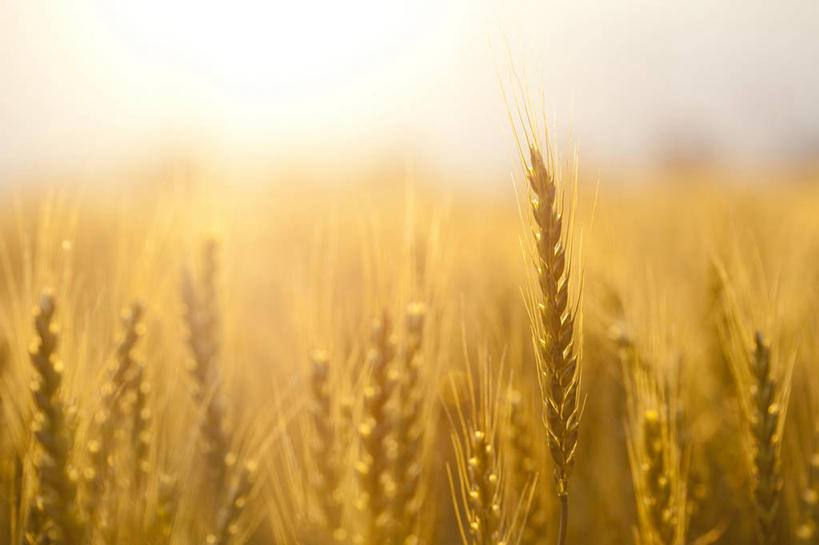 无人,农田,横图,室外,特写,白天,正面,庄稼,农作物,美景,日本,亚洲,阴影,朦胧,模糊,光线,影子,景观,麦田,黄色,阳光,自然,景色,自然风光,东亚,本州,本州岛,日本国,中部地方,岐阜,岐阜县,彩图,耕地,庄稼田