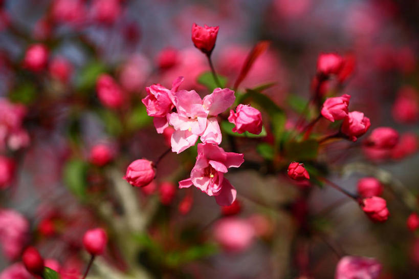无人,横图,室外,特写,白天,正面,美景,树林,植物,许多,阴影,朦胧,模糊,盛开,光线,影子,景观,枝条,很多,花蕾,花,花瓣,花朵,鲜花,树,树木,树枝,粉色,绿色,阳光,自然,花苞,花蕊,景色,生长,成长,自然风光,虬枝,枝杈,彩图,八棱海棠树,海棠树