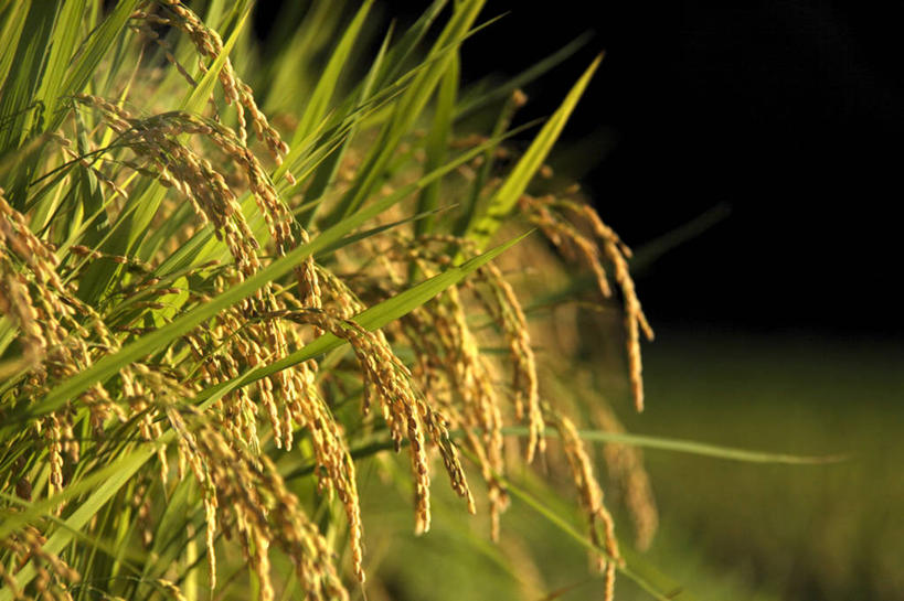 无人,农田,横图,室外,特写,白天,正面,农业,庄稼,农作物,美景,阴影,朦胧,模糊,光线,影子,稻田,景观,谷物,水稻,稻,阳光,自然,景色,自然风光,彩图,耕地,庄稼田
