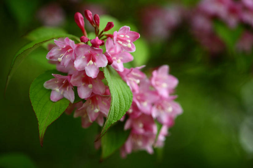 无人,横图,俯视,室外,特写,白天,美景,水,露水,叶子,阴影,朦胧,模糊,盛开,透明,光线,液体,影子,景观,水滴,绿叶,花蕾,水珠,花,花瓣,花朵,鲜花,粉色,阳光,自然,露珠,花苞,花蕊,嫩叶,景色,生机,剔透,自然风光,灵动,通明,海仙花,锦带花,五色海棠,叶,叶片,彩图,高角度拍摄,山脂麻,晶莹