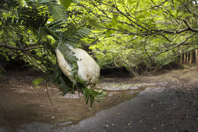 无人,横图,室外,特写,白天,正面,美景,森林,树林,植物,青蛙,野生动物,静冈县,日本,亚洲,树蛙,池塘,景观,水池,蛋,树,树木,绿色,自然,动物,景色,可爱,活泼,生长,成长,自然风光,东亚,本州,本州岛,日本国,中部地方,静冈,卵,彩图