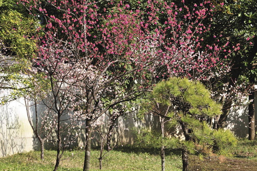 无人,横图,室外,白天,正面,幸福,纯洁,草地,草坪,美景,植物,樱花,东京,日本,亚洲,盛开,景观,花蕾,草,花,花瓣,花朵,鲜花,树,树木,绿色,自然,花苞,花蕊,景色,生长,成长,等待,生命,自然风光,东亚,本州,关东地方,本州岛,日本国,东京都,仙樱花,福岛樱,青肤樱,高尚,热烈,荆桃,彩图,文京区
