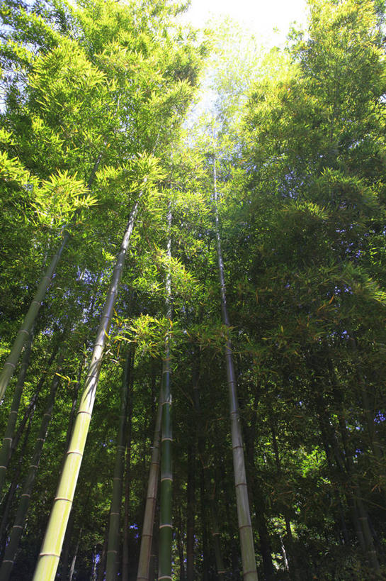无人,竖图,室外,白天,仰视,旅游,度假,纯洁,美景,竹子,东京,日本,亚洲,阴影,光线,影子,景观,竹林,娱乐,天空,阳光,自然,天,享受,休闲,景色,放松,高雅,自然风光,东亚,本州,关东地方,本州岛,日本国,东京都,奉献,质朴,正直,担当,竹,彩图,低角度拍摄,世田谷区,奋进,操守,四君子,岁寒三友,性坚,虚怀,虚心,善群,卓尔